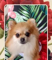 Jubilee, a female Pomeranian for sale in Lyford, TX – Photo 2 of 9