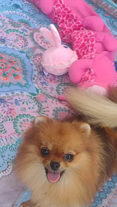Adele- Videos , a female Pomeranian for sale in Lyford, TX – 10 of 10