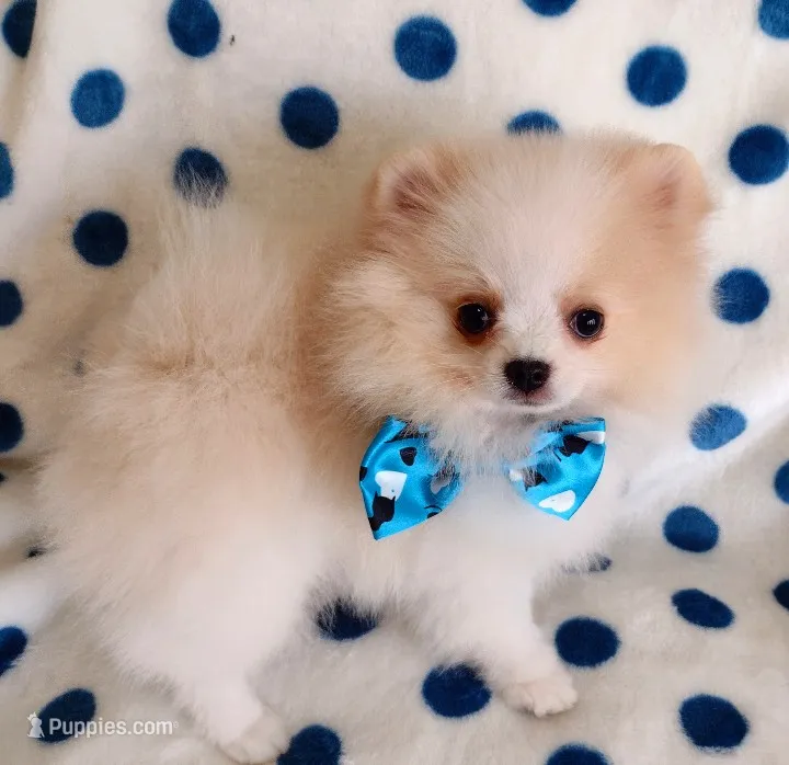 On Hold- Tommy Tu-Tone  – Pomeranian puppy for sale in Lyford, TX