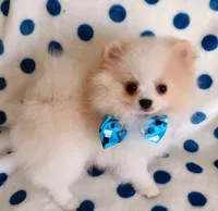Tommy Tu-Tone , a male Pomeranian for sale in Lyford, TX – 5 of 10
