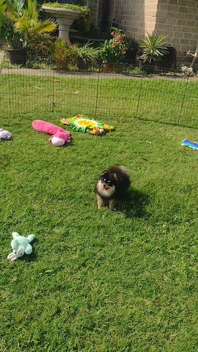BETTIE , a female Pomeranian for sale in Lyford, TX – 9 of 10