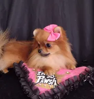  Tiny Female Diva, a female Pomeranian for sale in Lyford, TX – 5 of 10