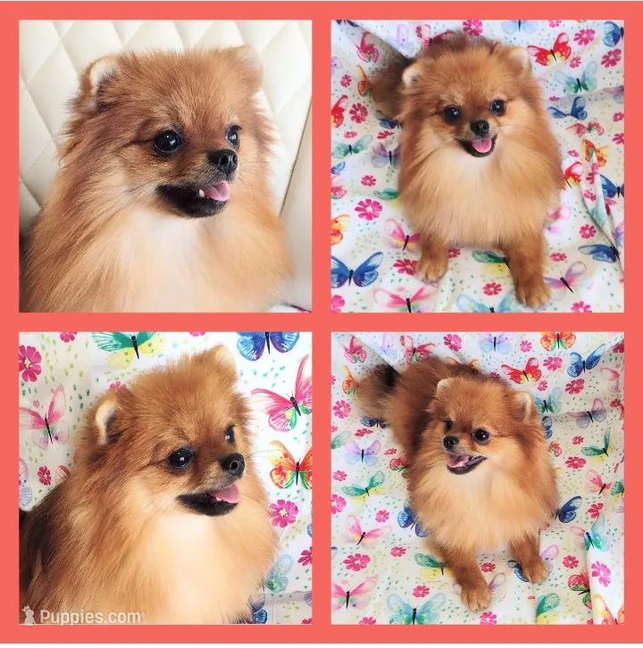 Adele- Videos  – Pomeranian puppy for sale in Lyford, TX