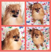 Adele- Videos , a female Pomeranian for sale in Lyford, TX – 3 of 10