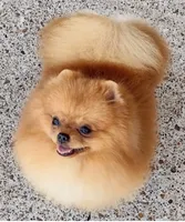 Proud Parents , a female Pomeranian for sale in Lyford, TX – 2 of 8