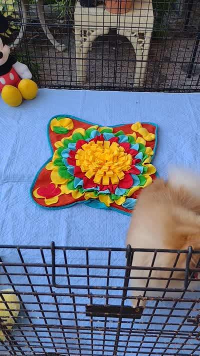 Stanley -Videos, a male Pomeranian for sale in Lyford, TX – 10 of 10