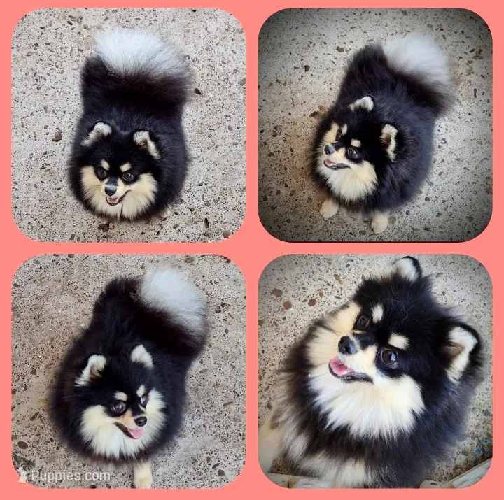 BETTIE , a female Pomeranian for sale in Lyford, TX – 1 of 10