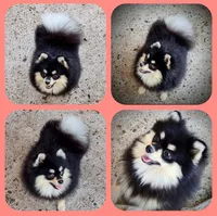 BETTIE , a female Pomeranian for sale in Lyford, TX – 1 of 10