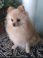 Proud Parents , a female Pomeranian for sale in Lyford, TX – 5 of 8