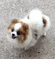 BETTIE , a female Pomeranian for sale in Lyford, TX – 7 of 10