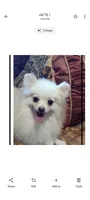 Joline , a male Pomeranian for sale in Lyford, TX – 2 of 7