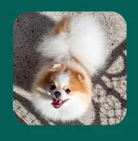 Petunia , a female Pomeranian for sale in Lyford, TX – 6 of 7