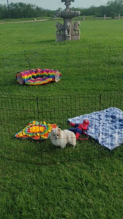 Reserved -Tommy Tu-Tone , a male Pomeranian for sale in Lyford, TX – 10 of 10
