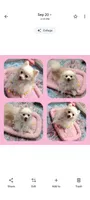  Joline -Videos, a female Pomeranian for sale in Lyford, TX – 4 of 9