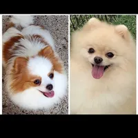 Stanley -Videos, a male Pomeranian for sale in Lyford, TX – 9 of 10