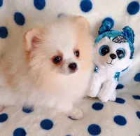 Tommy Tu-Tone , a male Pomeranian for sale in Lyford, TX – 2 of 10