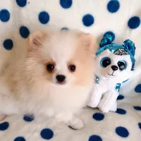 Tommy Tu-Tone , a male Pomeranian for sale in Lyford, TX – 8 of 10