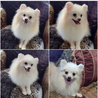 Joline , a male Pomeranian for sale in Lyford, TX – 3 of 7
