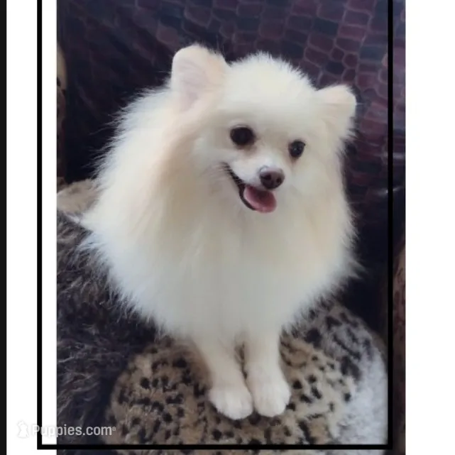 Joline  – Pomeranian puppy for sale in Lyford, TX