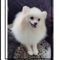 Joline , a male Pomeranian for sale in Lyford, TX – 1 of 7