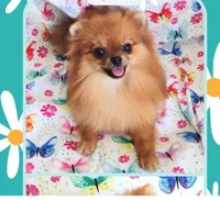 Adele- Videos , a female Pomeranian for sale in Lyford, TX – 6 of 10