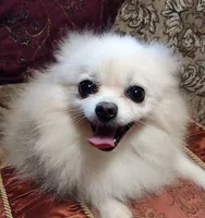 Sasha , a female Pomeranian for sale in Lyford, TX – 7 of 10