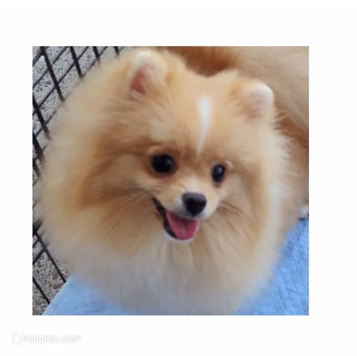 Stanley -Videos – Pomeranian puppy for sale in Lyford, TX