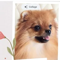 Adele- Videos , a female Pomeranian for sale in Lyford, TX – 4 of 10