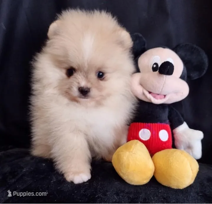 Stallone  – Pomeranian puppy for sale in Lyford, TX