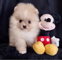 Stallone , a male Pomeranian for sale in Lyford, TX – Photo 8 of 10