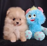 Stallone , a male Pomeranian for sale in Lyford, TX – Photo 9 of 10