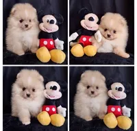 Stallone , a male Pomeranian for sale in Lyford, TX – Photo 6 of 10