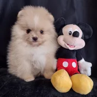 Stallone , a male Pomeranian for sale in Lyford, TX – Photo 7 of 10