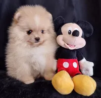 Stallone , a male Pomeranian for sale in Lyford, TX – Photo 1 of 10