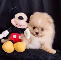 Stallone , a male Pomeranian for sale in Lyford, TX – Photo 2 of 10