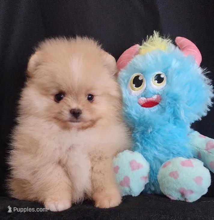 Stallone  – Pomeranian puppy for sale in Lyford, TX