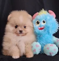 Stallone , a male Pomeranian for sale in Lyford, TX – Photo 3 of 10