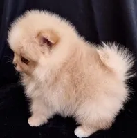 Stallone , a male Pomeranian for sale in Lyford, TX – Photo 5 of 10