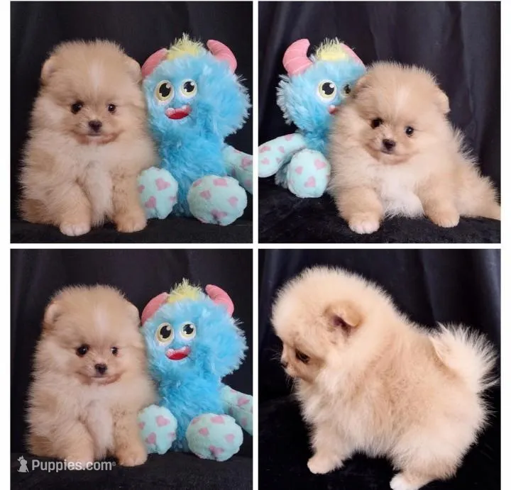Stallone  – Pomeranian puppy for sale in Lyford, TX