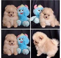 Stallone , a male Pomeranian for sale in Lyford, TX – Photo 4 of 10