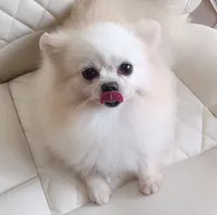 Korean Import Sasha , a female Pomeranian for sale in Lyford, TX – 5 of 6