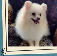 Joline , a male Pomeranian for sale in Lyford, TX – 5 of 7