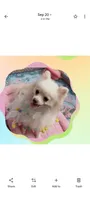  Joline -Videos, a female Pomeranian for sale in Lyford, TX – 6 of 9