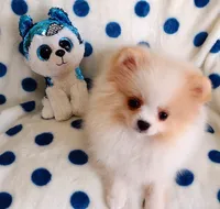 Tommy Tu-Tone , a male Pomeranian for sale in Lyford, TX – 3 of 10