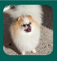 Petunia , a female Pomeranian for sale in Lyford, TX – 4 of 7