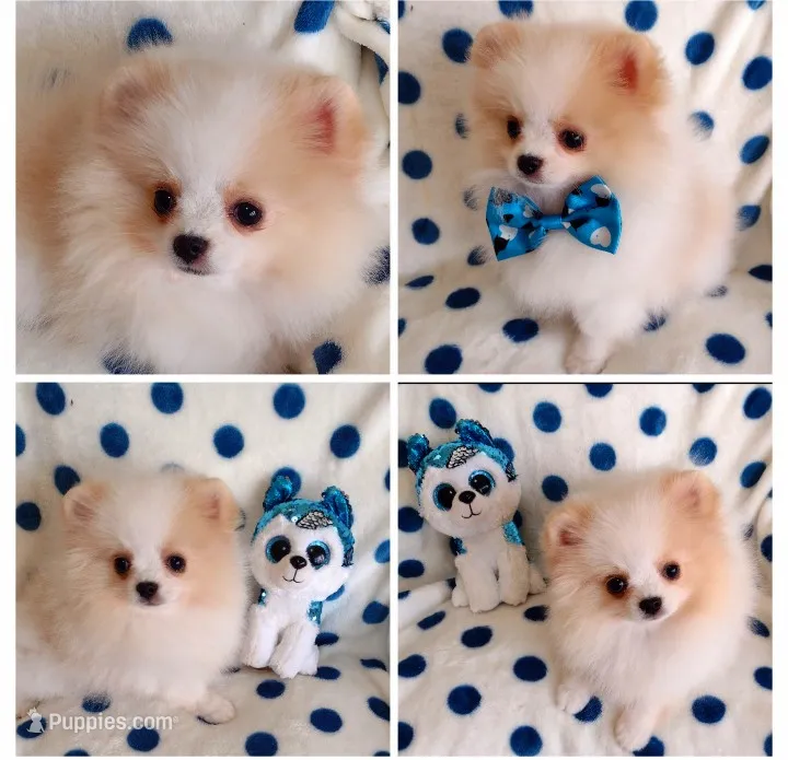 Tommy Tu-Tone  – Pomeranian puppy for sale in Lyford, TX