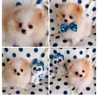 Tommy Tu-Tone , a male Pomeranian for sale in Lyford, TX – 4 of 10