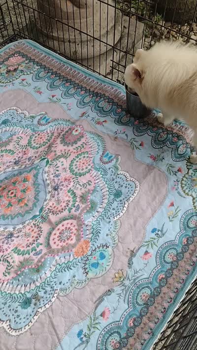Video's -Polar Bear , a male Pomeranian for sale in Lyford, TX – 10 of 10