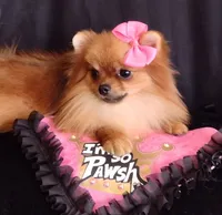  Tiny Female Diva, a female Pomeranian for sale in Lyford, TX – 4 of 10