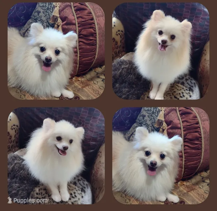 Joline  – Pomeranian puppy for sale in Lyford, TX